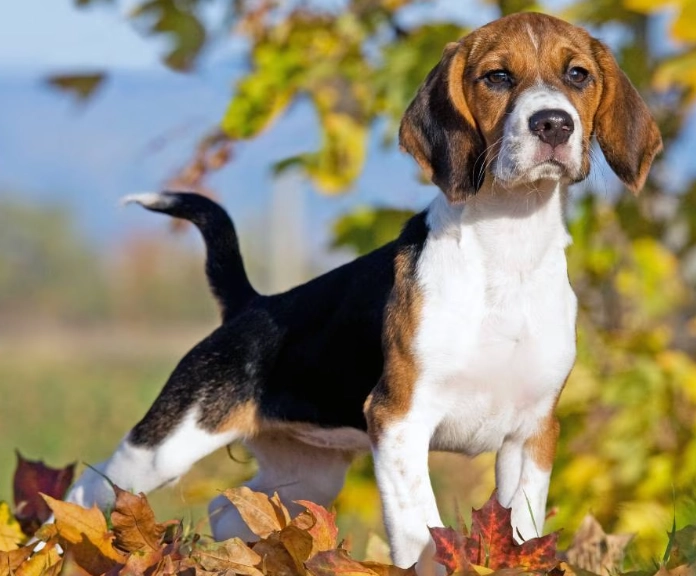 beagle health problems beagle health problems