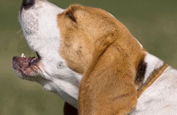 do beagles bark a lot do beagles bark a lot