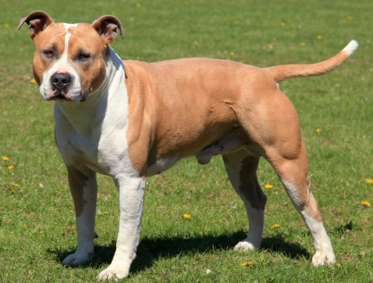AmStaff personality