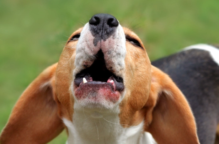 beagle howling beagle howling