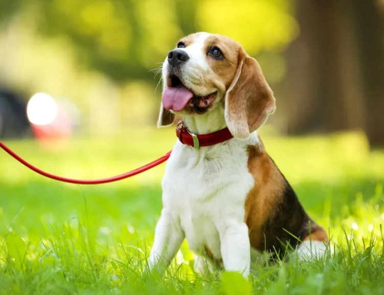 owning a beagle owning a beagle