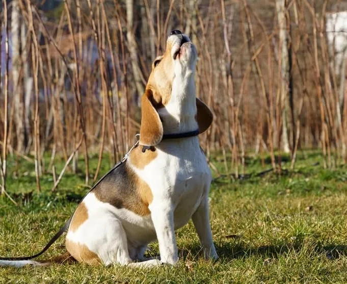 beagle howling beagle howling