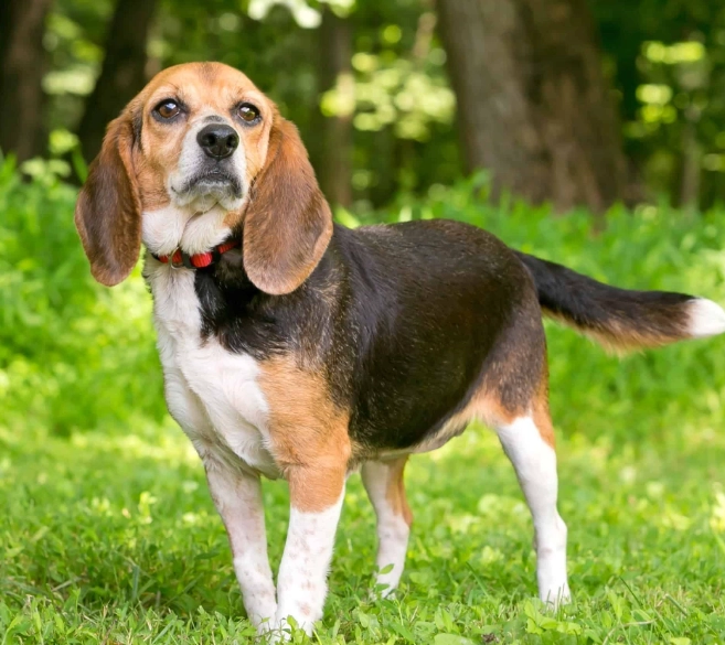 beagle mix temperament beagle mix temperament