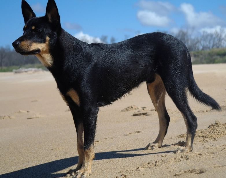 Kelpie weight range
