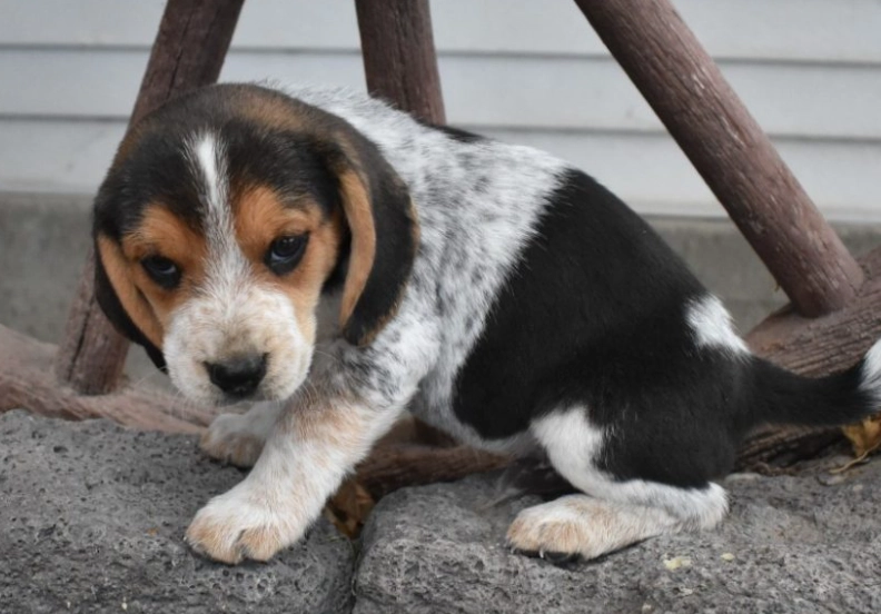 beagle training tips beagle training tips