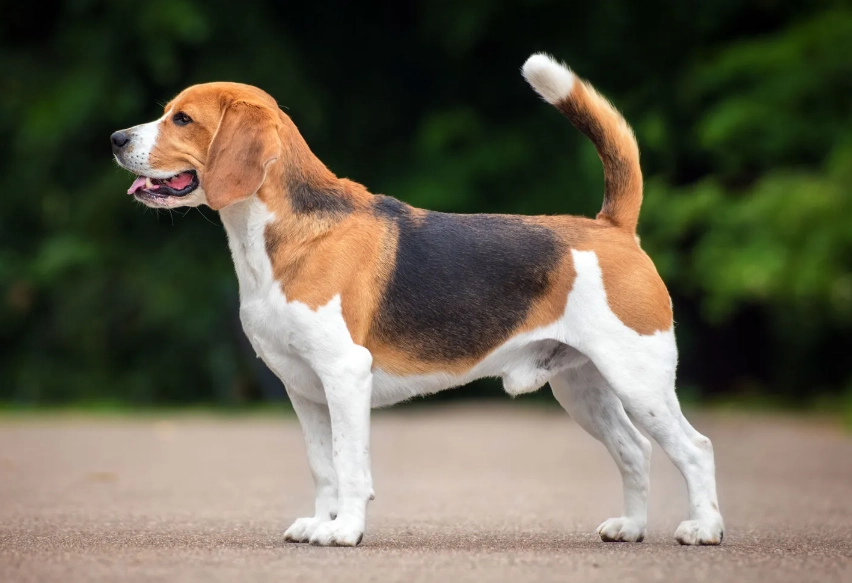 beagle health problems beagle health problems