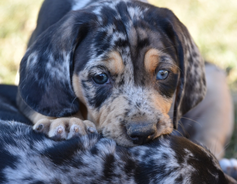 American Leopard Hound family dog