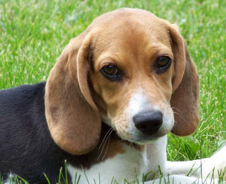 beagle hound breed information beagle hound breed information