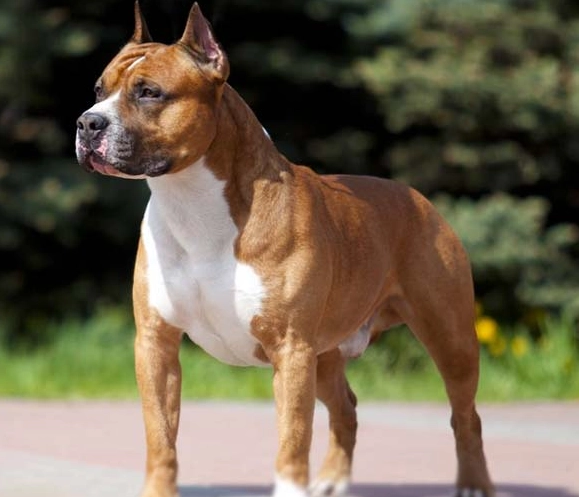 American Staffordshire Terrier behavior