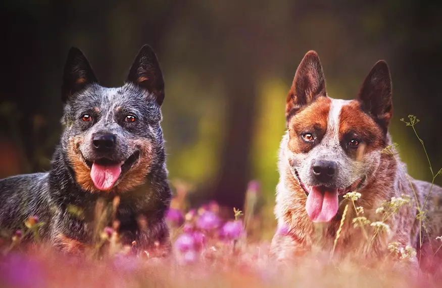 Australian Cattle Dog shedding
