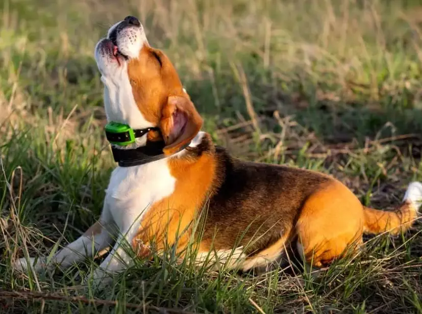 beagle barking beagle barking