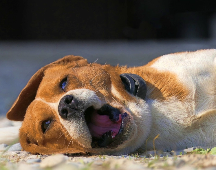 beagle barking beagle barking
