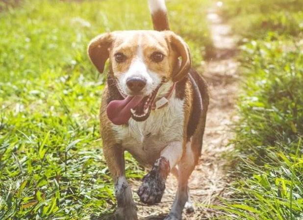 beagle dog breed beagle dog breed