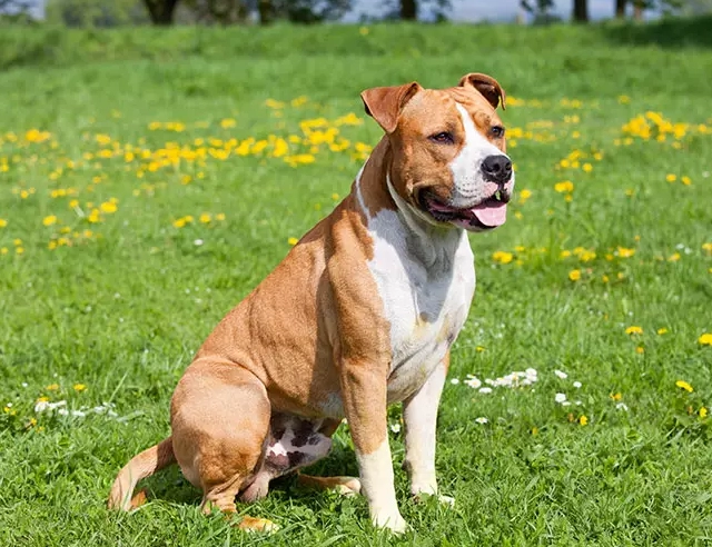American Staffordshire Terrier temperament