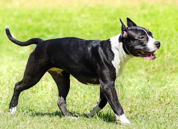 American Staffordshire Terrier behavior