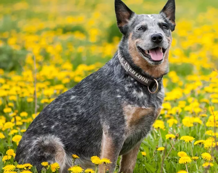 blue heeler shedding