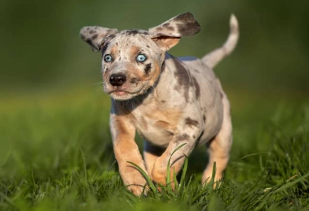 Leopard Hound personality