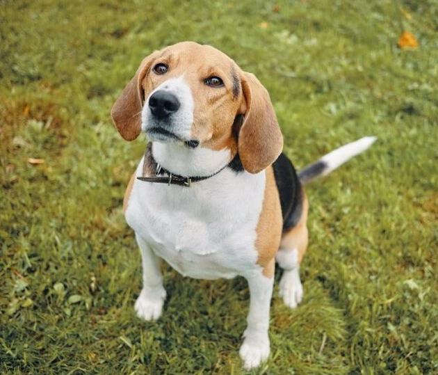 do beagles bark a lot do beagles bark a lot