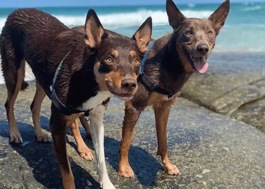 Kelpie growth stages
