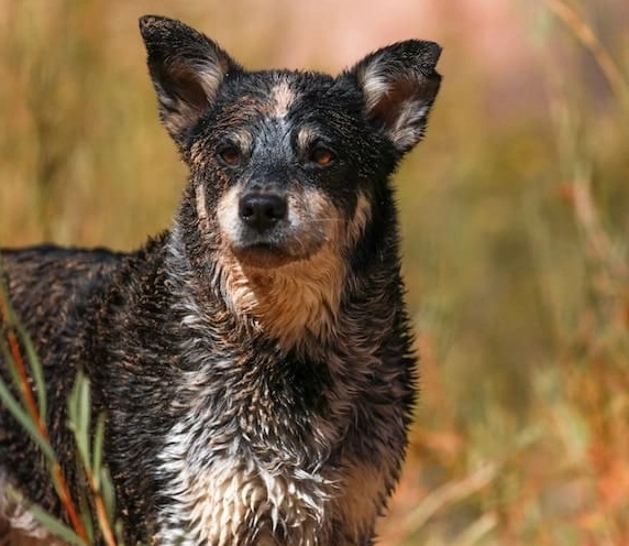 Australian Cattle Dog shedding