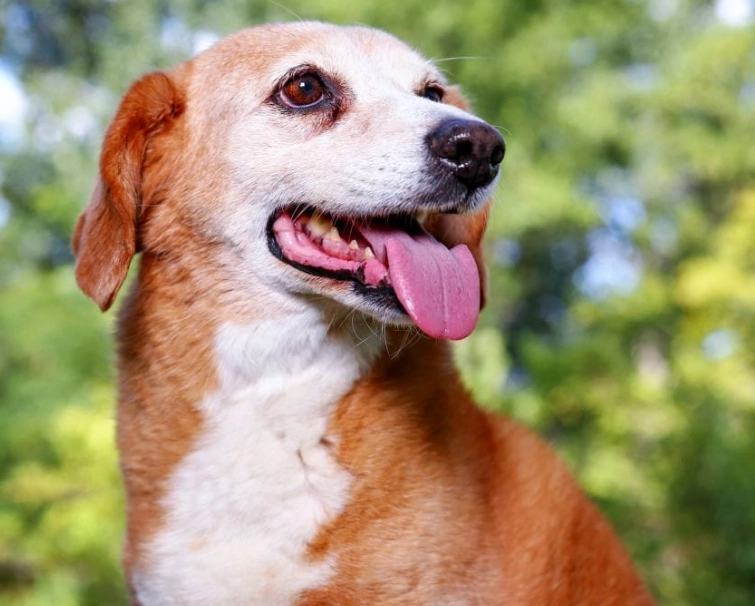 beagle mix breeds beagle mix breeds