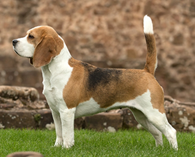 beagle training tips beagle training tips