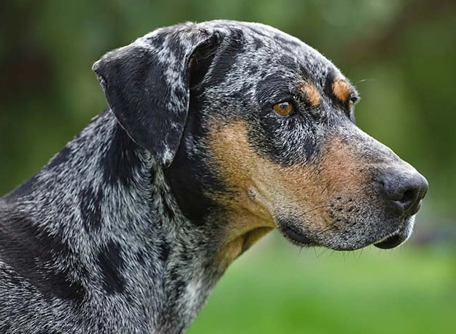 American Leopard Hound family dog