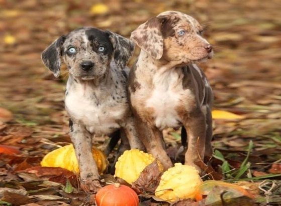 American Leopard Hound family dog