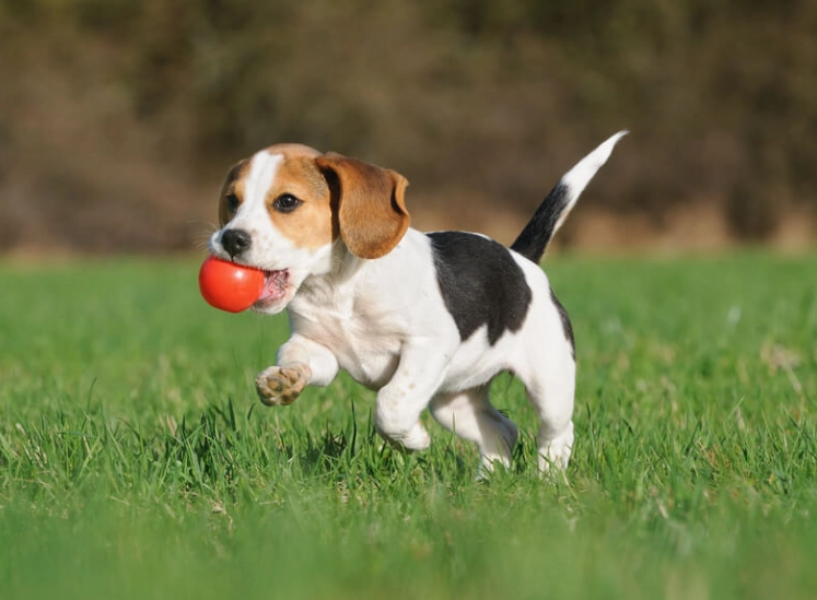 beagle dog breed beagle dog breed