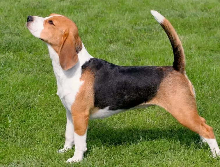 Hound beagle