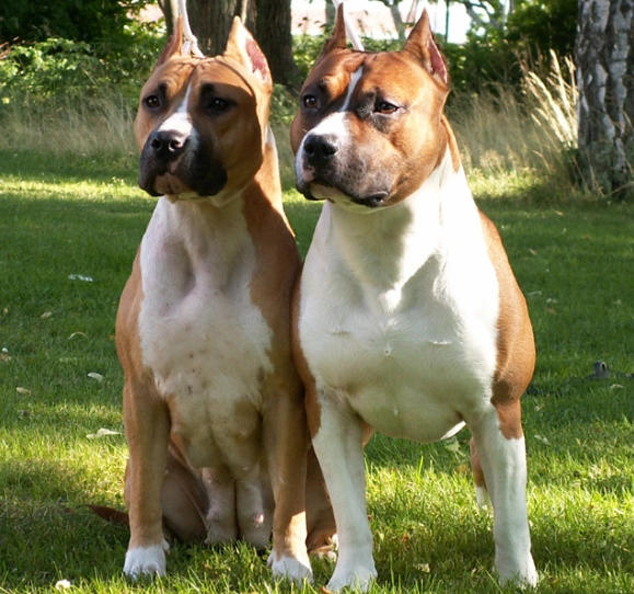 American Staffordshire Terrier behavior