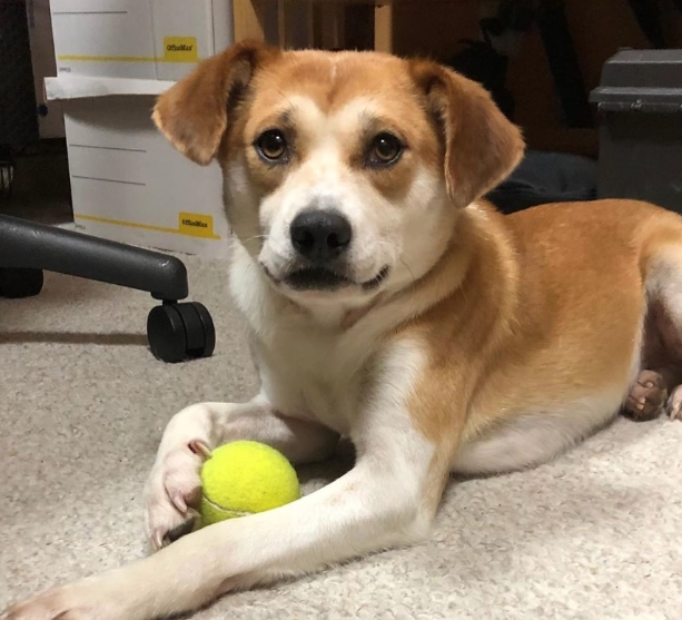 beagle mix temperament beagle mix temperament