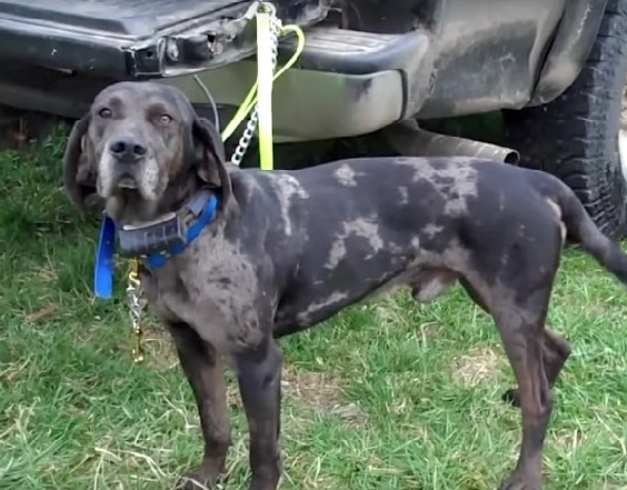 Leopard Hound personality