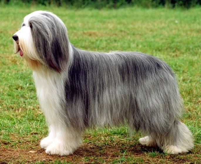 Bearded Collie behavior