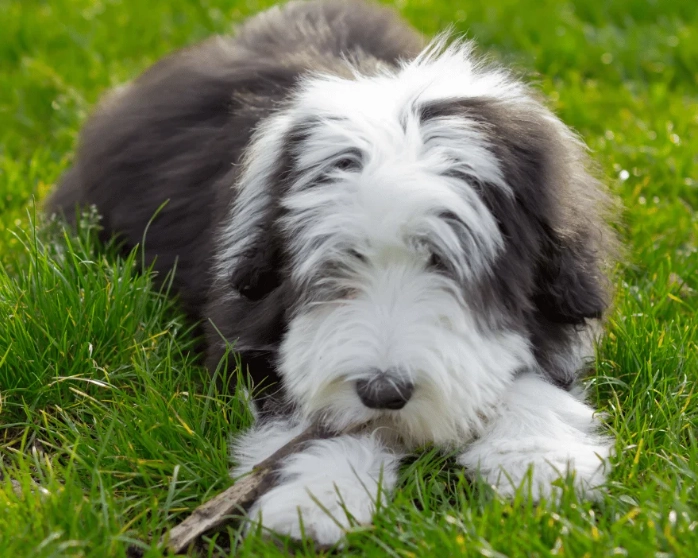 Bearded Collie personality