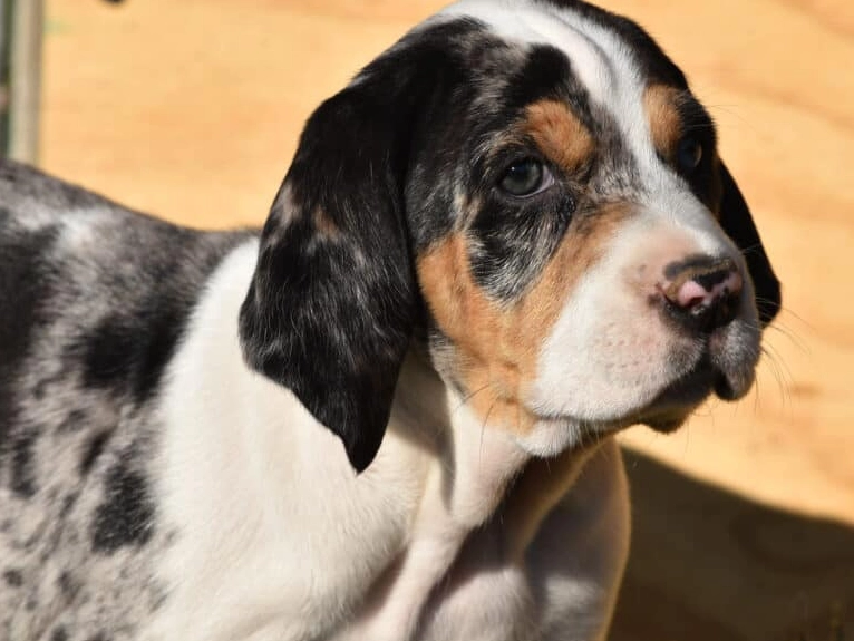 American Leopard Hound temperament