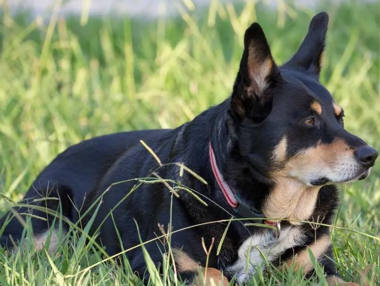 working dog weight management