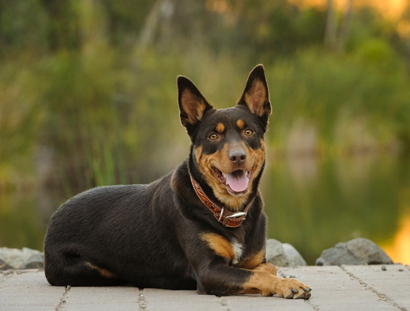 Australian Kelpie availability