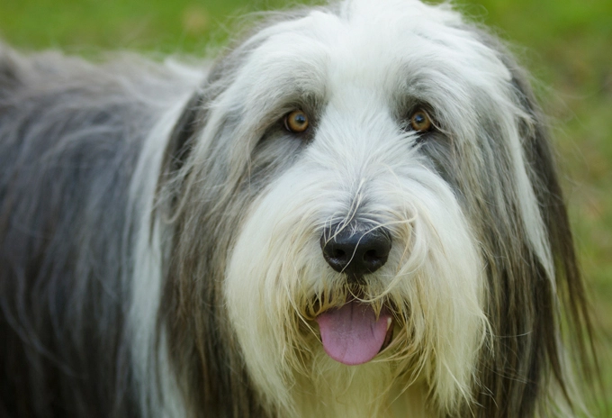 Bearded Collie behavior