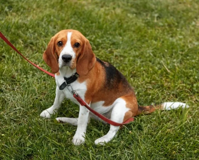 beagle as a family dog beagle as a family dog