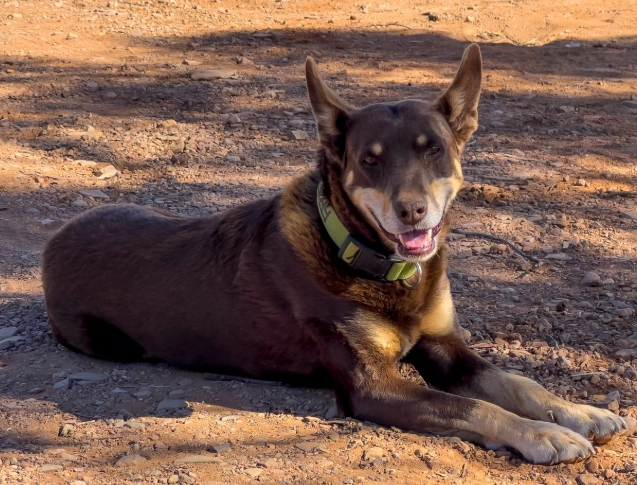 working dog weight management