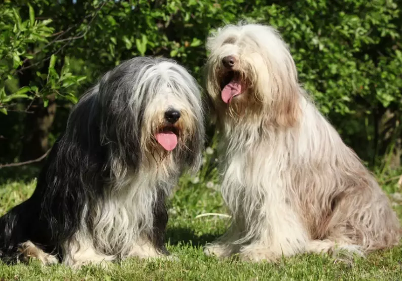 Bearded Collie personality