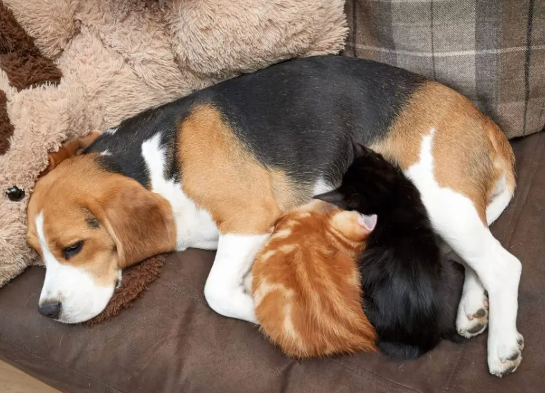 beagle personality beagle personality