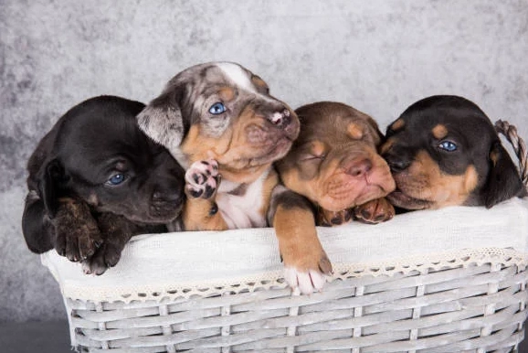 American Leopard Hound family dog