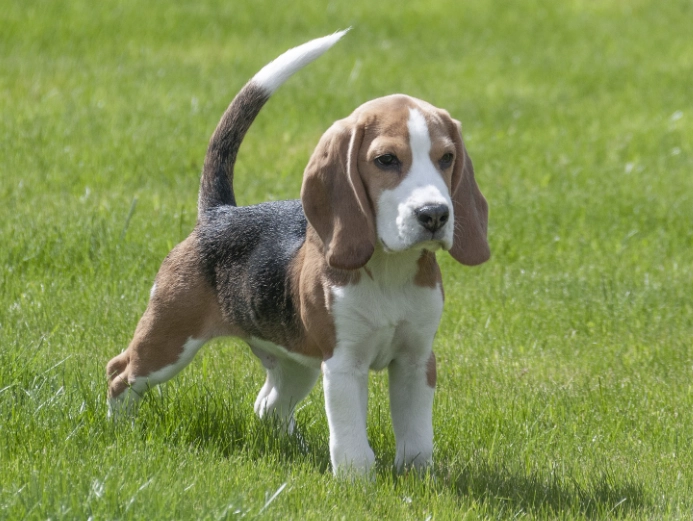 beagle temperament beagle temperament