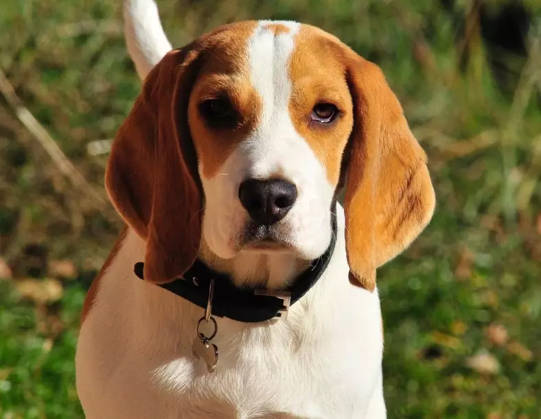beagle temperament beagle temperament
