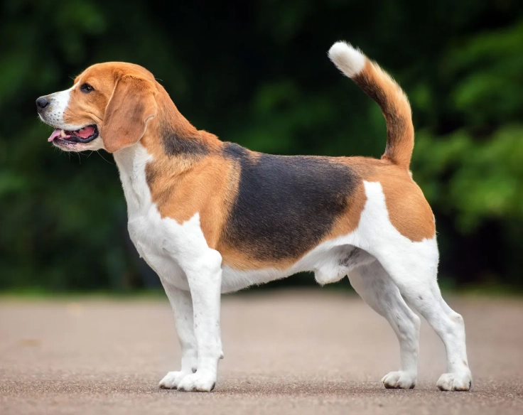 beagle temperament beagle temperament