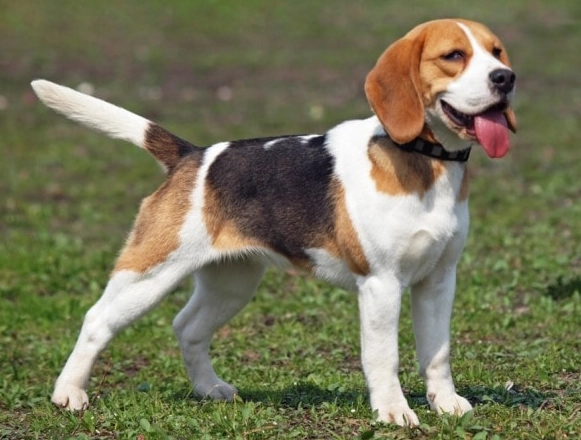 beagle behavior beagle behavior
