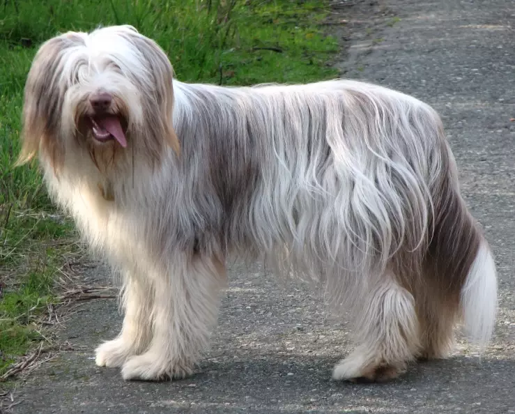 Bearded Collie personality
