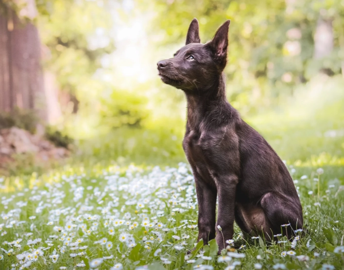 Australian Kelpie weight